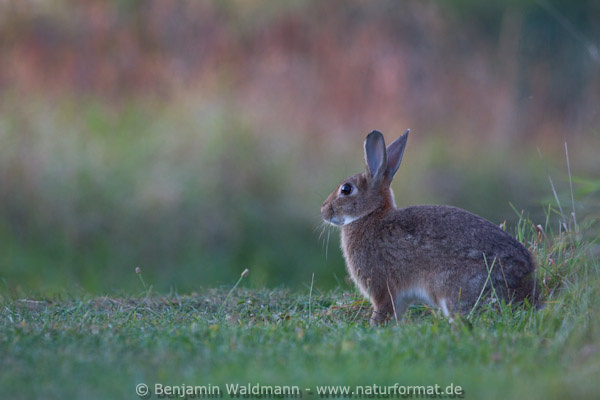 Wildkaninchen