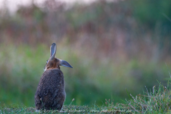 Wildkaninchen