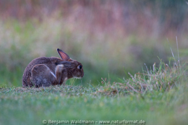 Wildkaninchen