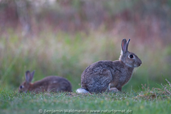 Wildkaninchen