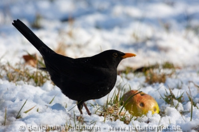 Amsel