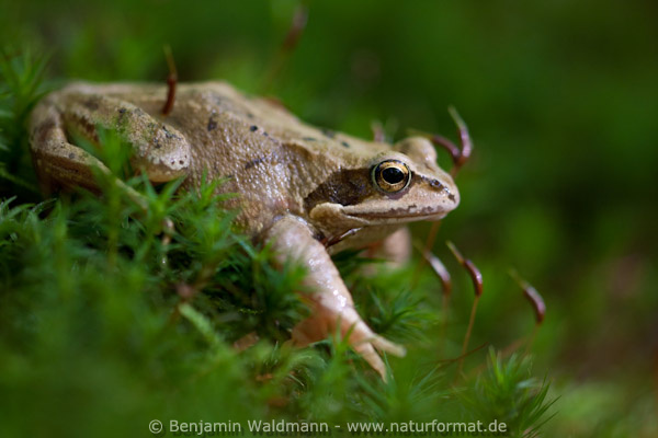 Grasfrosch