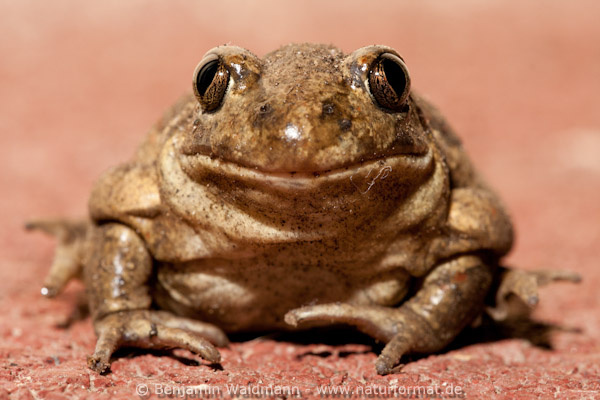 Knoblauchkröte