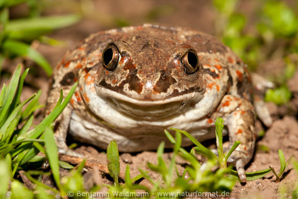 Knoblauchkröte
