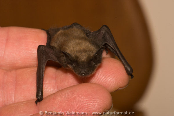 Kleine Bartfledermaus