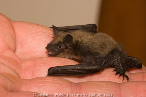 Kleine Bartfledermaus
