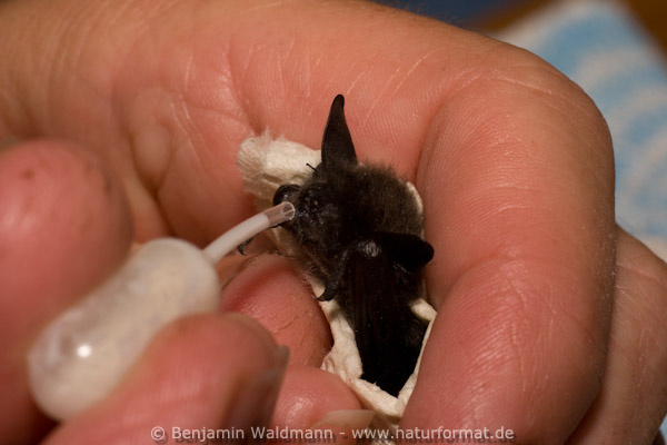 Kleine Bartfledermaus