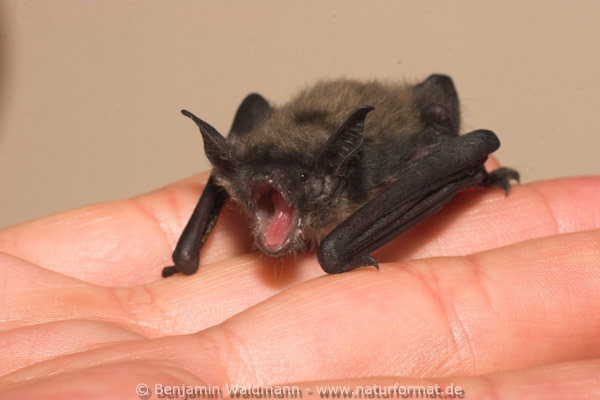 Kleine Bartfledermaus