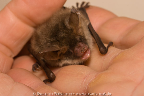 Bechsteinfledermaus