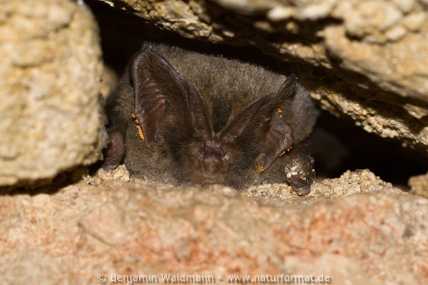 Mopsfledermaus