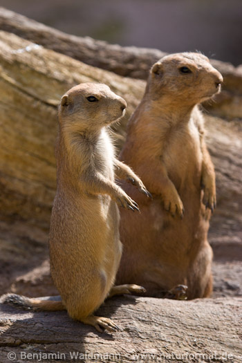 Schwarzschwanz Präriehund