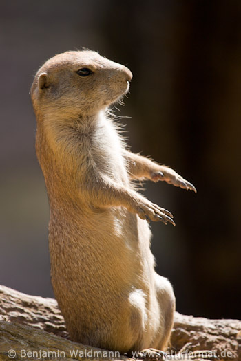 Schwarzschwanz Präriehund