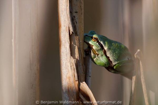 Laubfrosch