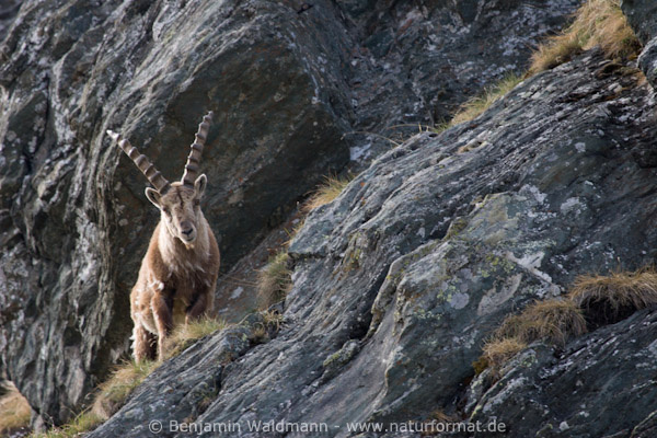 Steinbock