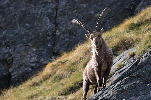 Steinbock