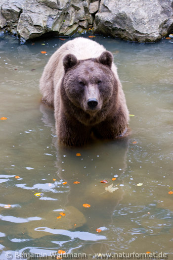 Braunbär