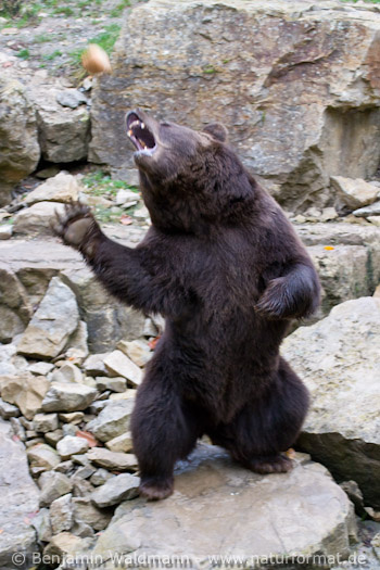 Braunbär
