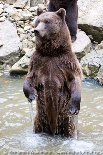 Braunbär