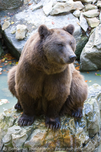Braunbär