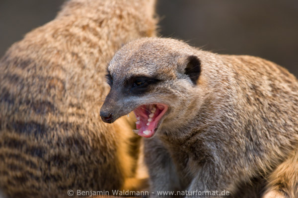 Erdmännchen