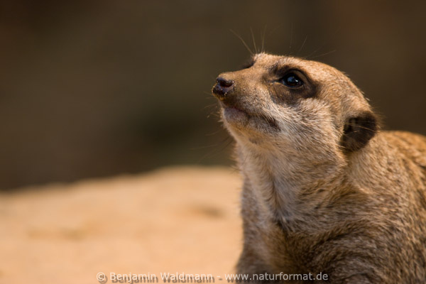 Erdmännchen