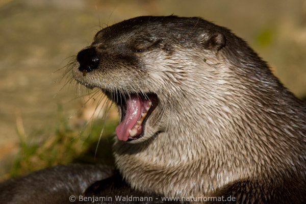 Nordamerikanischer Fischotter