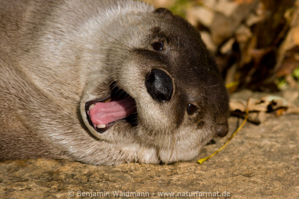 Nordamerikanischer Fischotter