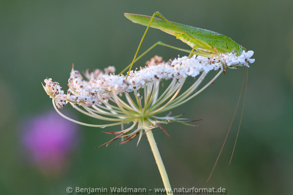 Gemeine Sichelschrecke