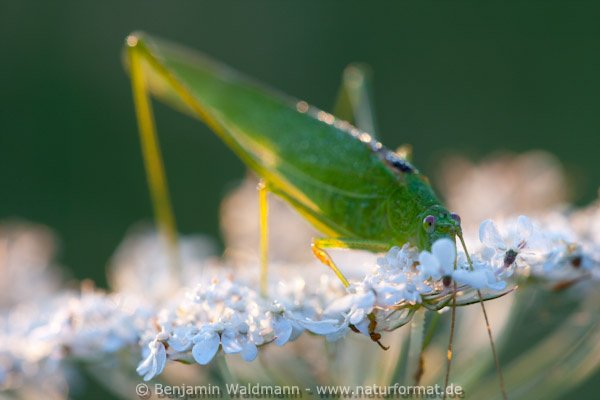 Gemeine Sichelschrecke