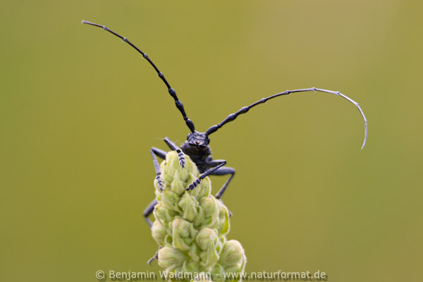 Kleiner Eichenbock