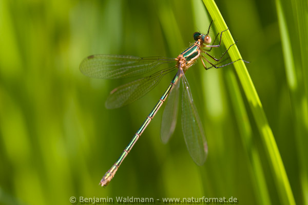 Gemeine Binsenjungfer