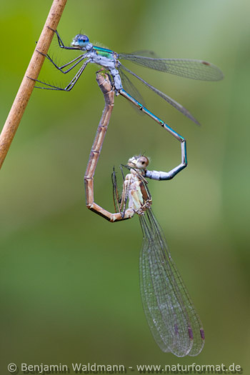 Gemeine Binsenjungfer
