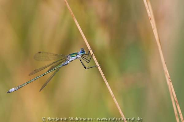 Gemeine Binsenjungfer