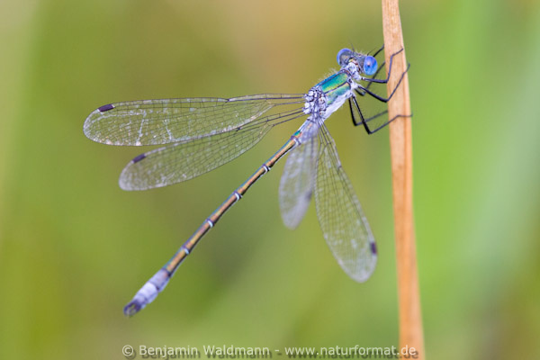 Glänzende Binsenjungfer