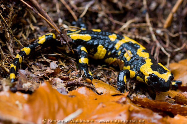 Feuersalamander 