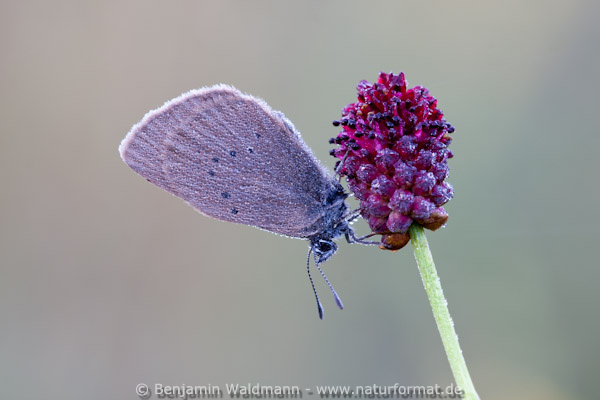 Dunkler Wiesenknopf-Ameisenbläuling