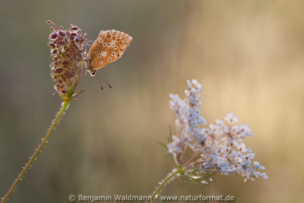 Himmelblauer Bläuling