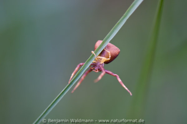 Höcker-Krabbenspinne