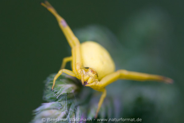 Veränderlicher Krabbenspinne