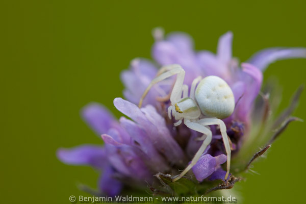 Veränderlicher Krabbenspinne