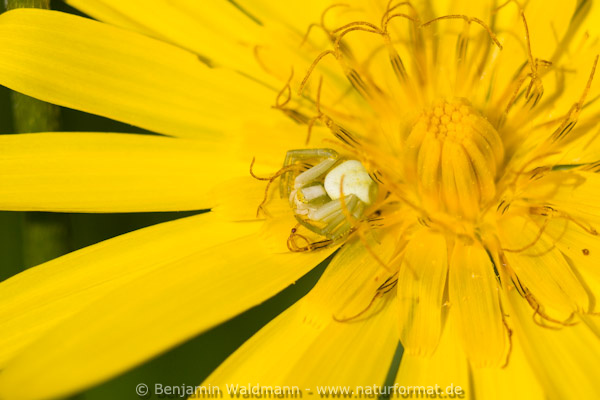 Veränderlicher Krabbenspinne