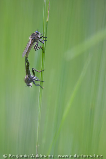 Raubfliege