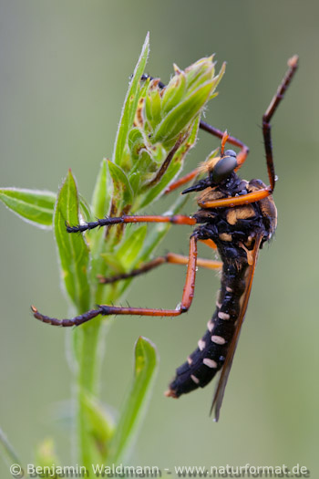 Raubfliege