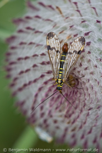 Skorpionsfliege