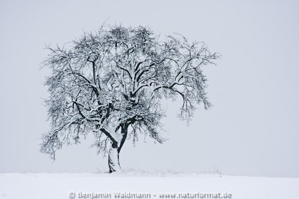 Birne