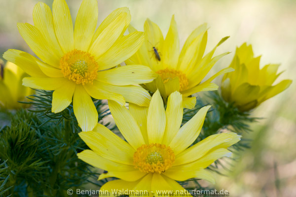 Frühlings-Adonisröschen