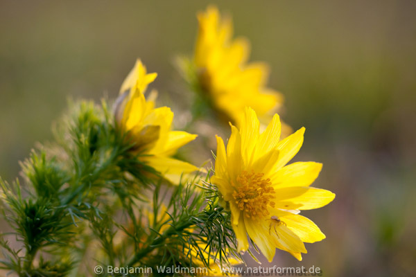 Frühlings-Adonisröschen