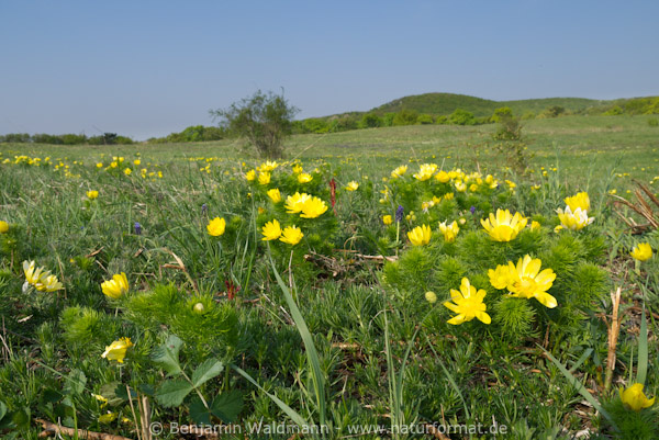 Frühlings-Adonisröschen