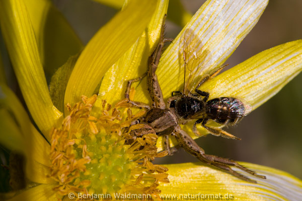 Frühlings-Adonisröschen