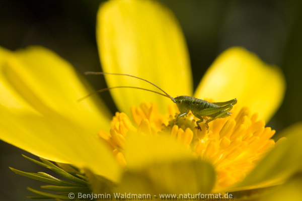 Frühlings-Adonisröschen